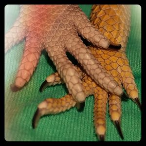 Meet your Posher, Arin